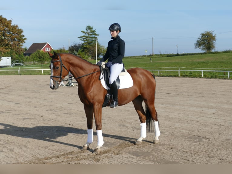 Trakehner Castrone 4 Anni 169 cm Baio in Ganschow