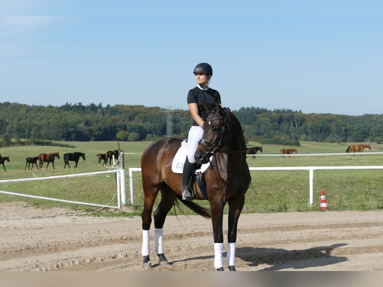 Trakehner Castrone 4 Anni 169 cm Baio scuro in Ganschow