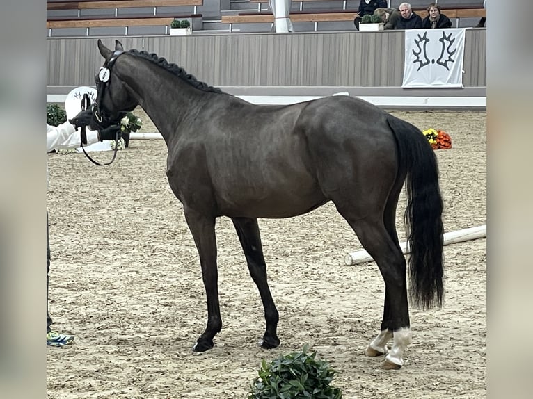 Trakehner Castrone 4 Anni 169 cm Baio scuro in Schiffdorf- Wehdel