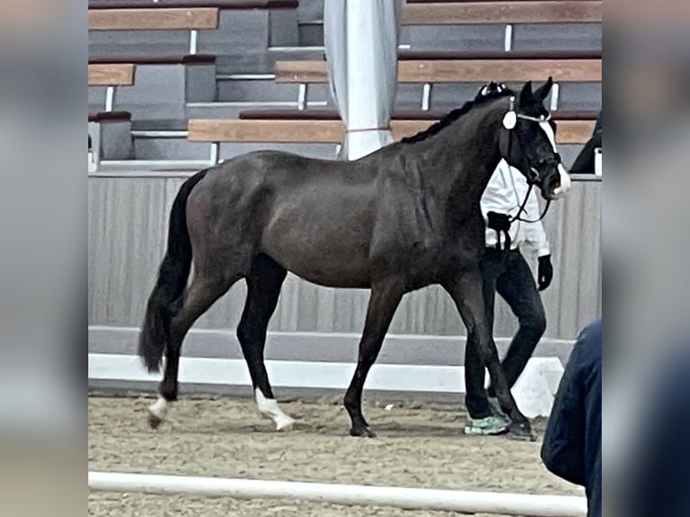 Trakehner Castrone 4 Anni 169 cm Baio scuro in Schiffdorf- Wehdel