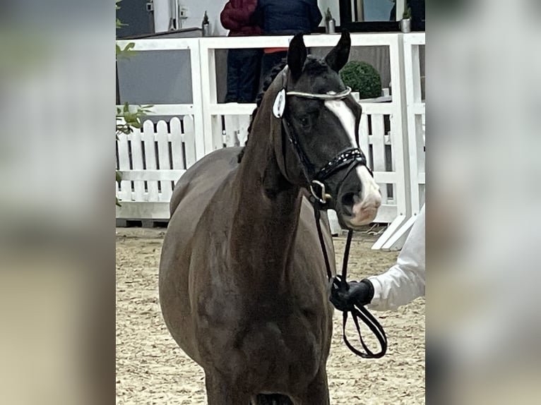 Trakehner Castrone 4 Anni 169 cm Baio scuro in Schiffdorf- Wehdel