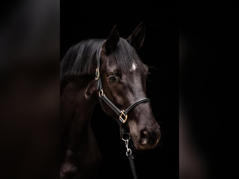 Trakehner Castrone 4 Anni 169 cm Morello in Roßdorf