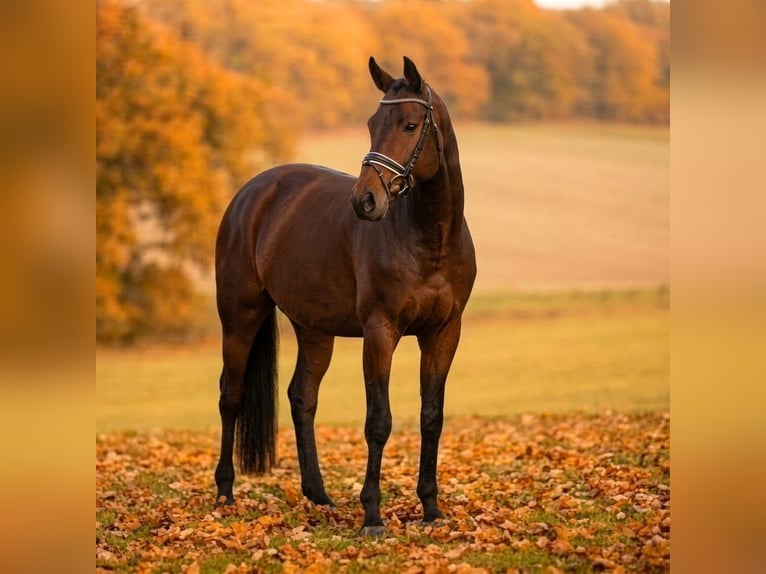 Trakehner Castrone 4 Anni 170 cm Baio in Eldena