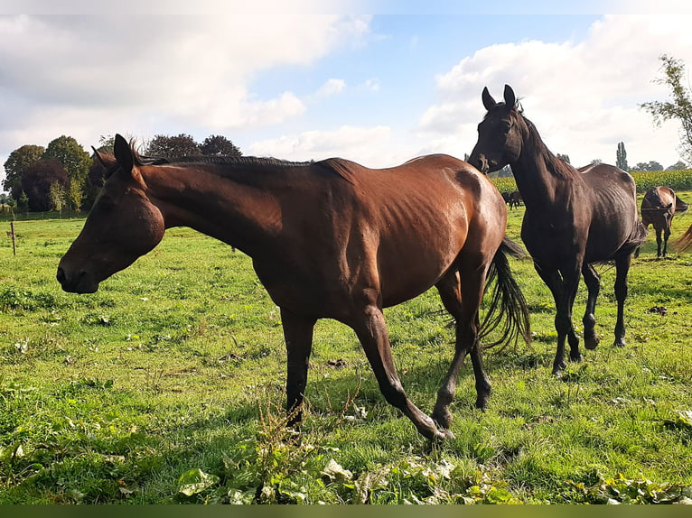 Trakehner Castrone 4 Anni 170 cm in Kleve