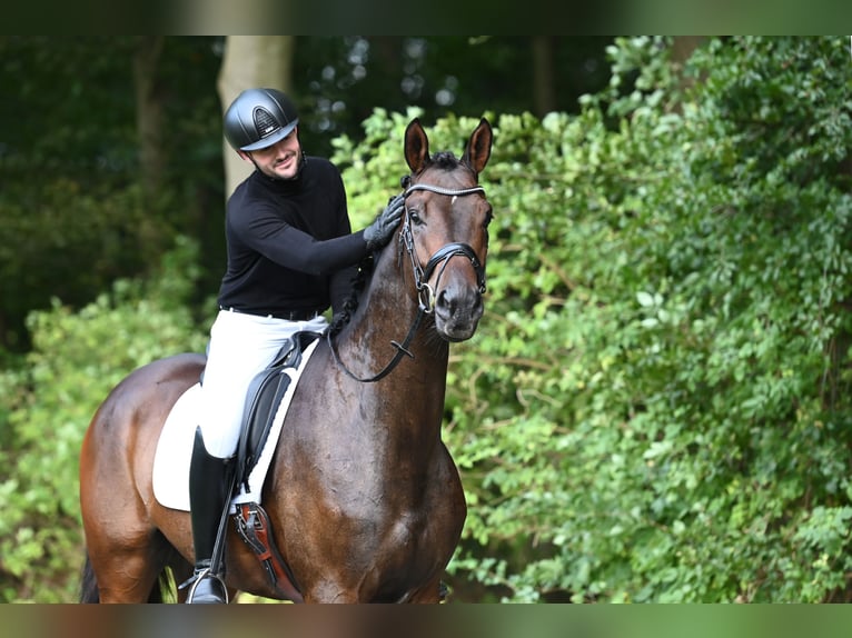 Trakehner Castrone 4 Anni 172 cm Baio scuro in Nottuln