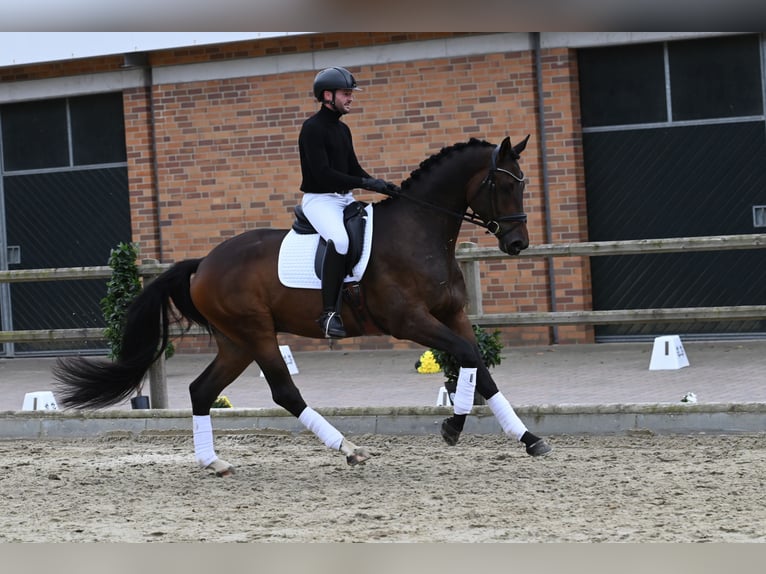 Trakehner Castrone 4 Anni 172 cm Baio scuro in Nottuln