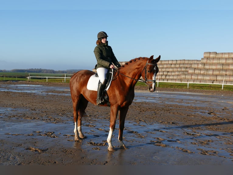 Trakehner Castrone 4 Anni 172 cm Sauro scuro in Ganschow