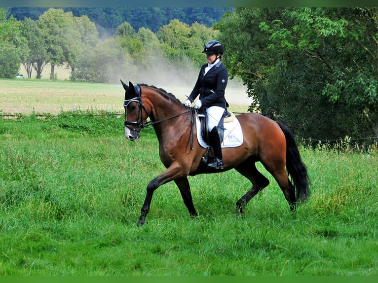 Trakehner Castrone 4 Anni 173 cm Baio scuro in Emmerthal