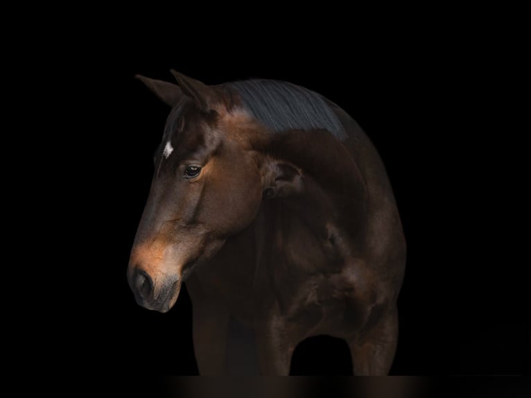 Trakehner Castrone 4 Anni 173 cm Baio scuro in Fürstenfeldbruck