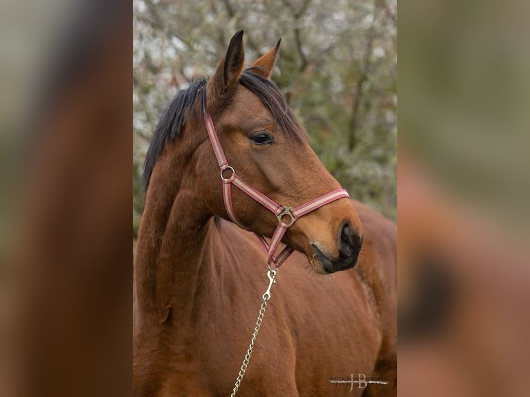 Trakehner Castrone 4 Anni 174 cm Baio in Wendorf