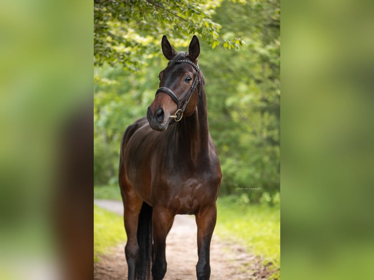Trakehner Castrone 4 Anni 175 cm Baio scuro in Wertach