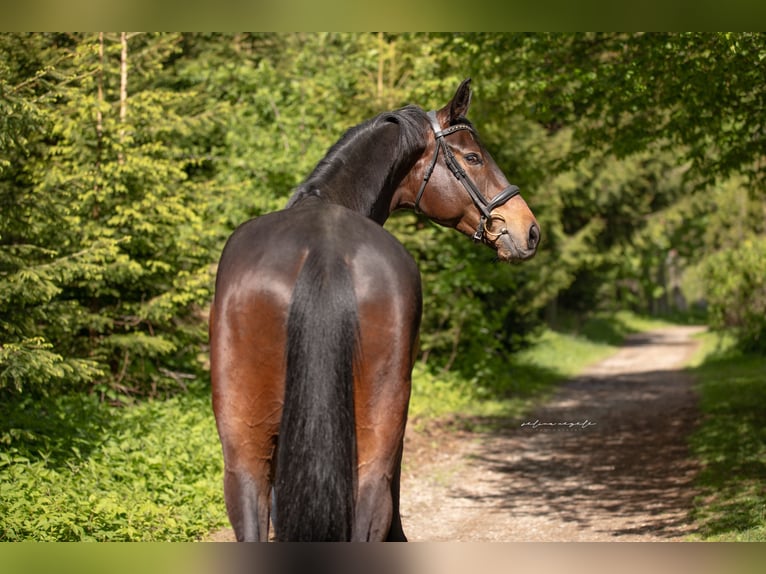 Trakehner Castrone 4 Anni 175 cm Baio scuro in Wertach