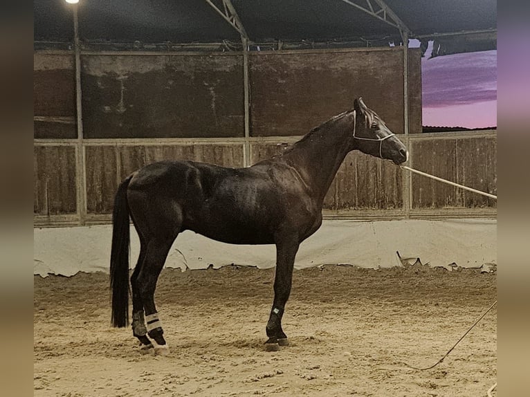 Trakehner Castrone 4 Anni 175 cm Morello in Divino Amore