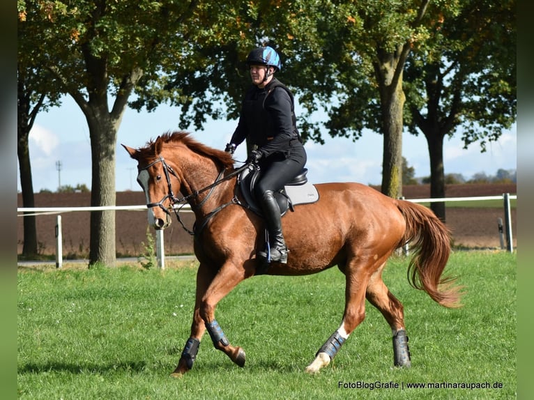 Trakehner Castrone 4 Anni 175 cm Sauro in Neunkirchen-Seelscheid