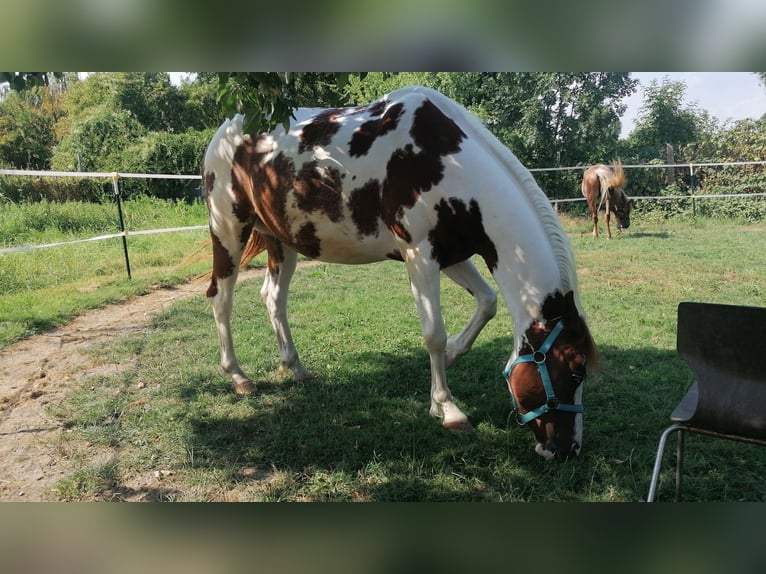 Trakehner Mix Castrone 4 Anni  in Titz