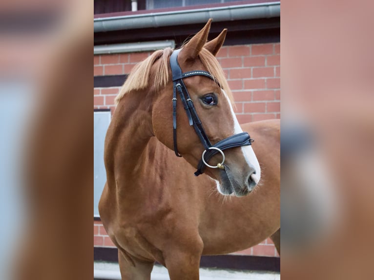 Trakehner Castrone 5 Anni 160 cm Sauro in Göttingen