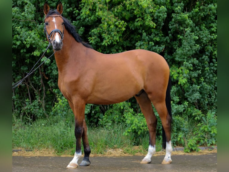 Trakehner Castrone 5 Anni 161 cm Baio in Wartenberg