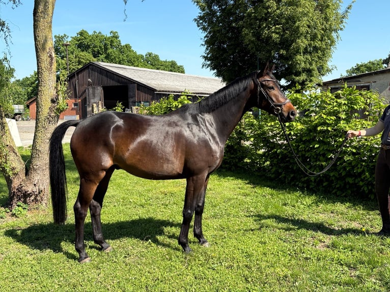 Trakehner Castrone 5 Anni 161 cm Baio nero in Aulosen