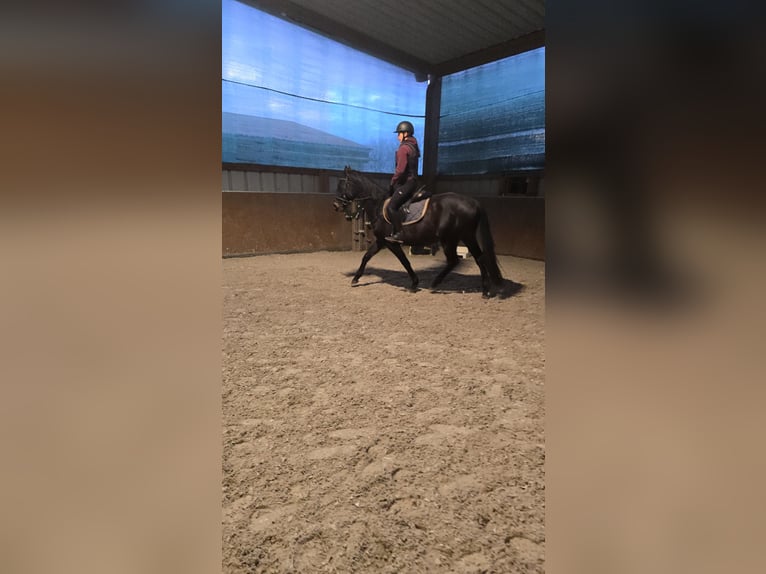 Trakehner Castrone 5 Anni 161 cm Baio scuro in Sperenberg