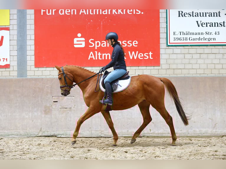 Trakehner Castrone 5 Anni 163 cm Sauro in Wust
