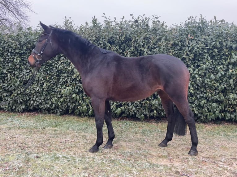 Trakehner Castrone 5 Anni 164 cm Baio in Heidekrug