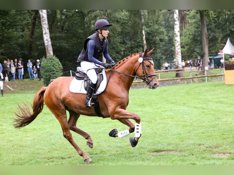 Trakehner Castrone 5 Anni 164 cm Sauro in Heidekrug