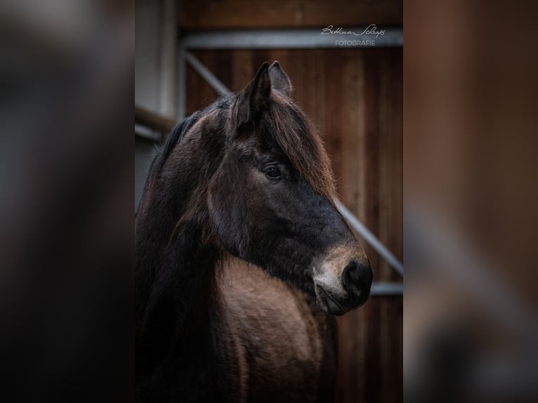 Trakehner Castrone 5 Anni 165 cm Baio scuro in Bad Wildungen