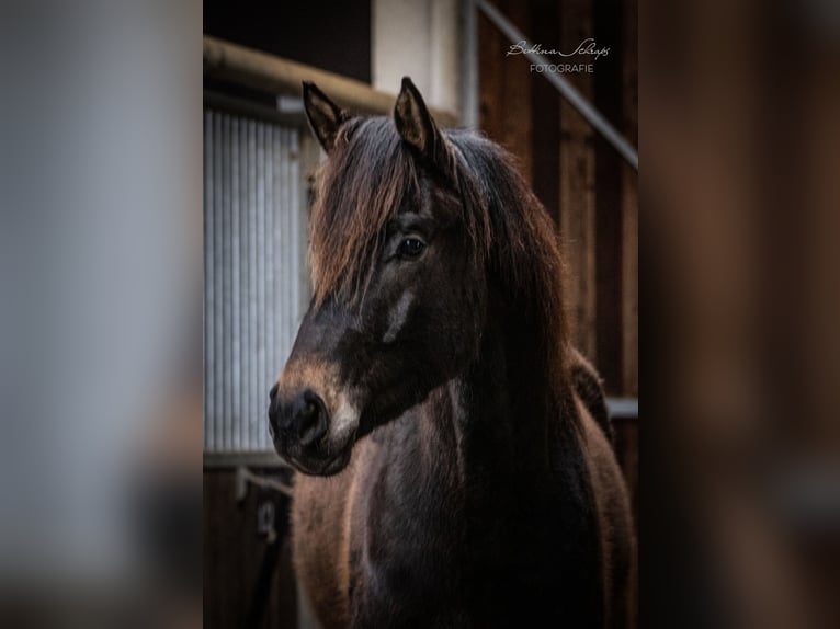 Trakehner Castrone 5 Anni 165 cm Baio scuro in Bad Wildungen