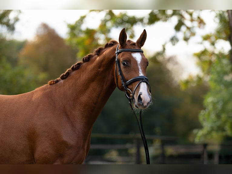 Trakehner Castrone 5 Anni 165 cm Sauro in Hamm