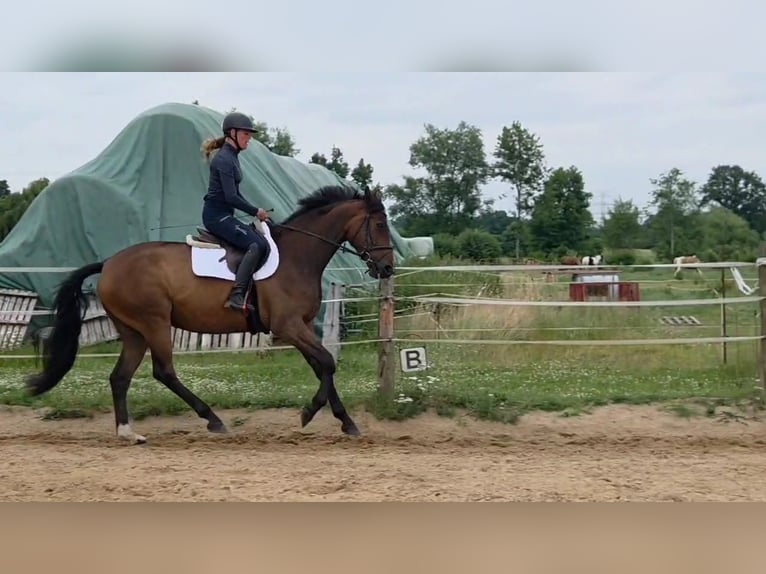 Trakehner Castrone 5 Anni 166 cm Baio in Sahms