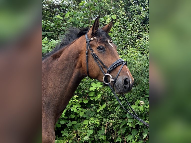 Trakehner Castrone 5 Anni 166 cm Baio in Sahms