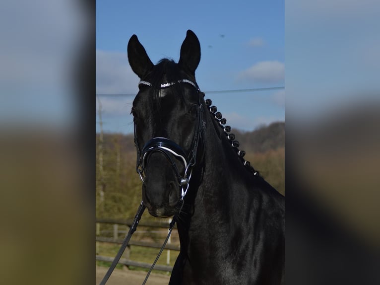 Trakehner Castrone 5 Anni 166 cm Morello in Wadersloh