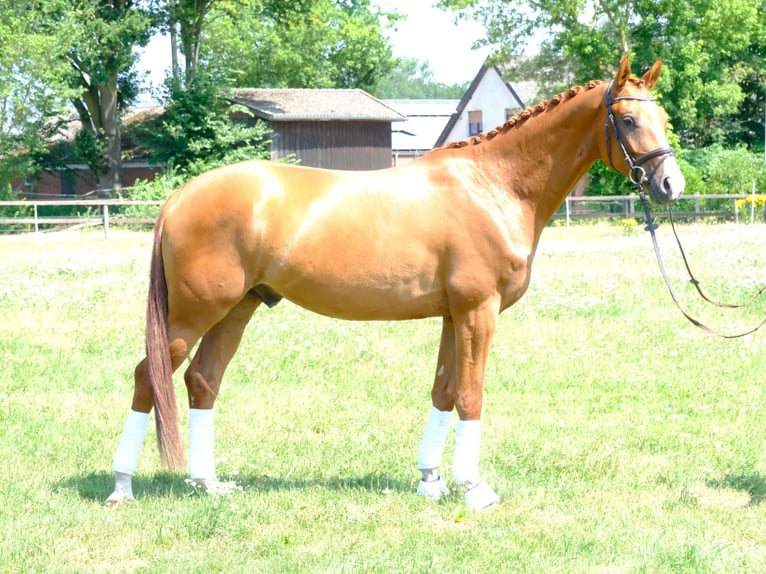 Trakehner Castrone 5 Anni 166 cm Sauro in Hopsten