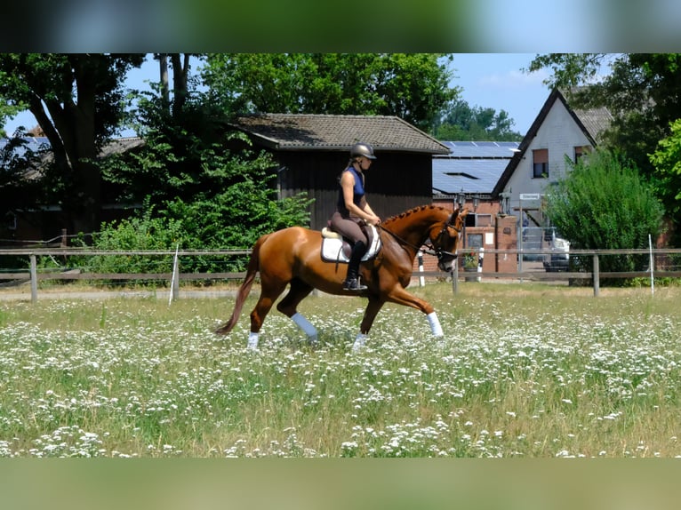 Trakehner Castrone 5 Anni 166 cm Sauro in Hopsten