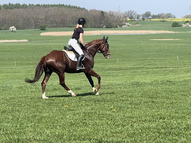 Trakehner Castrone 5 Anni 166 cm Sauro scuro in Ganschow