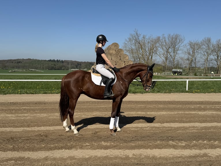 Trakehner Castrone 5 Anni 166 cm Sauro scuro in Ganschow
