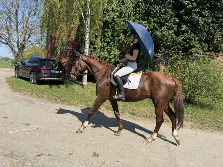 Trakehner Castrone 5 Anni 166 cm Sauro scuro in Ganschow