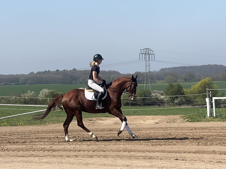 Trakehner Castrone 5 Anni 166 cm Sauro scuro in Ganschow