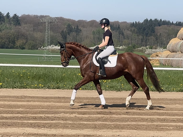 Trakehner Castrone 5 Anni 166 cm Sauro scuro in Ganschow