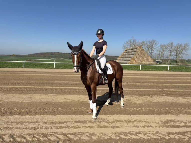 Trakehner Castrone 5 Anni 166 cm Sauro scuro in Ganschow