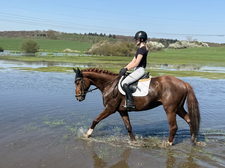 Trakehner Castrone 5 Anni 166 cm Sauro scuro in Ganschow