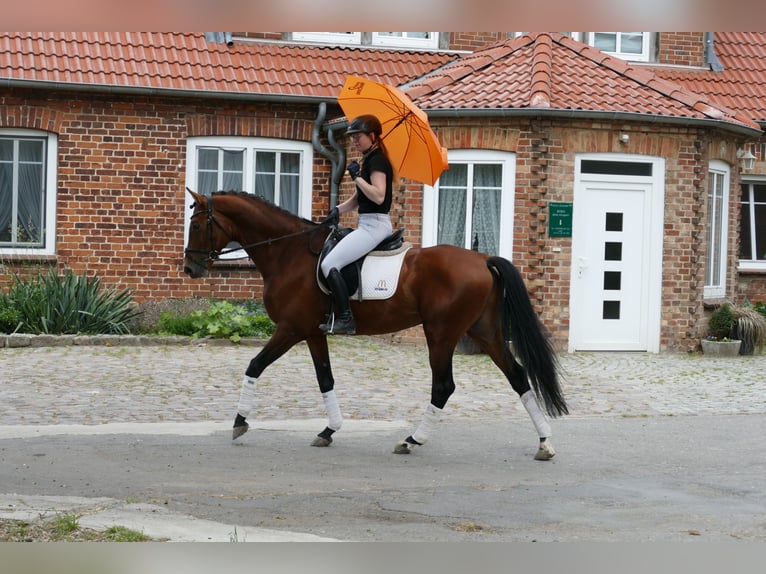 Trakehner Castrone 5 Anni 167 cm Baio in Ganschow