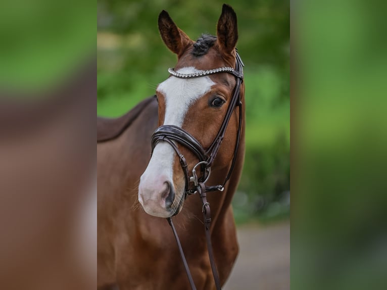 Trakehner Castrone 5 Anni 167 cm Baio in Essen (Oldenburg)