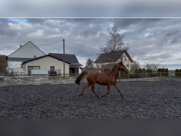 Trakehner Castrone 5 Anni 167 cm Sauro in Rohrbach