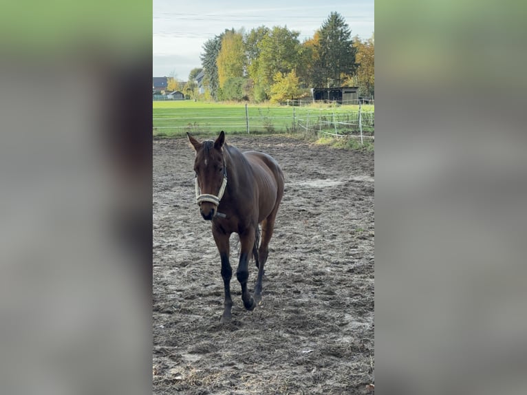 Trakehner Castrone 5 Anni 168 cm Baio in Meßstetten