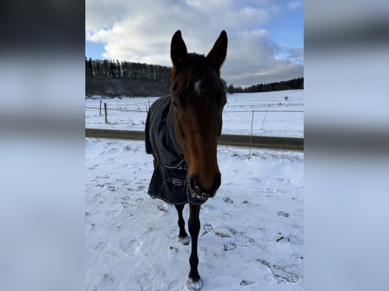 Trakehner Castrone 5 Anni 168 cm Baio in Meßstetten