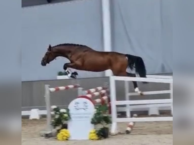 Trakehner Castrone 5 Anni 168 cm Baio in Dorsten