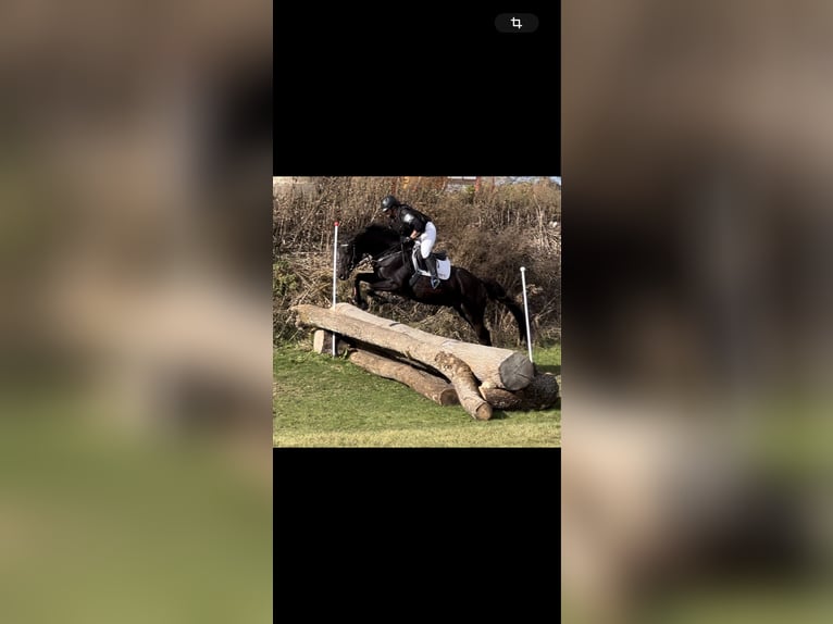 Trakehner Castrone 5 Anni 168 cm Baio nero in Metzingen