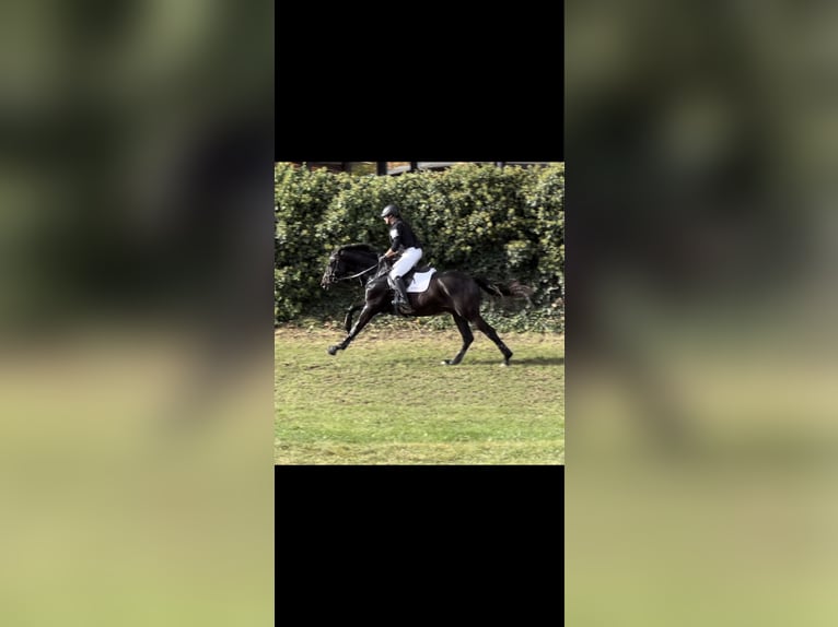 Trakehner Castrone 5 Anni 168 cm Baio nero in Metzingen