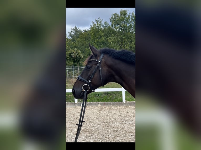 Trakehner Castrone 5 Anni 168 cm Baio nero in Metzingen